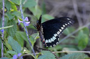 143 2015-01272999 Bowditch Point Regional Preserve, FL